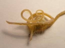 roundworm