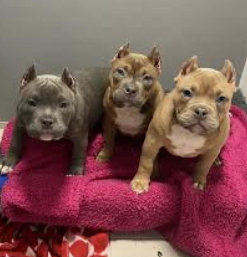 ear cropped puppies