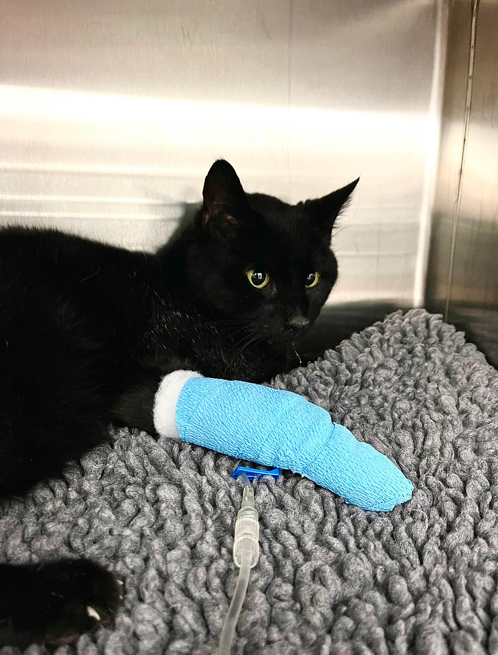 cat on drip, vomiting cat, hospitalised cat