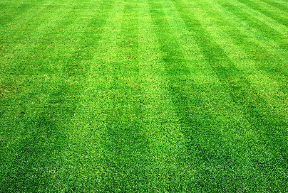 lawn