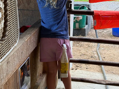 A young child in a riding helmet, seen from behind, reaches up over a barn gate with a bottle of fly spray tucked into the back pocket of their pink shorts.