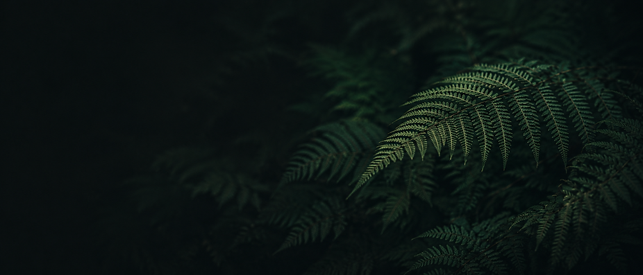 Fern Header Background