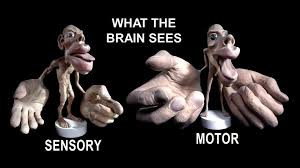 What The Brain Sees.jpeg
