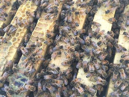 Oh bees, I have loved you so!