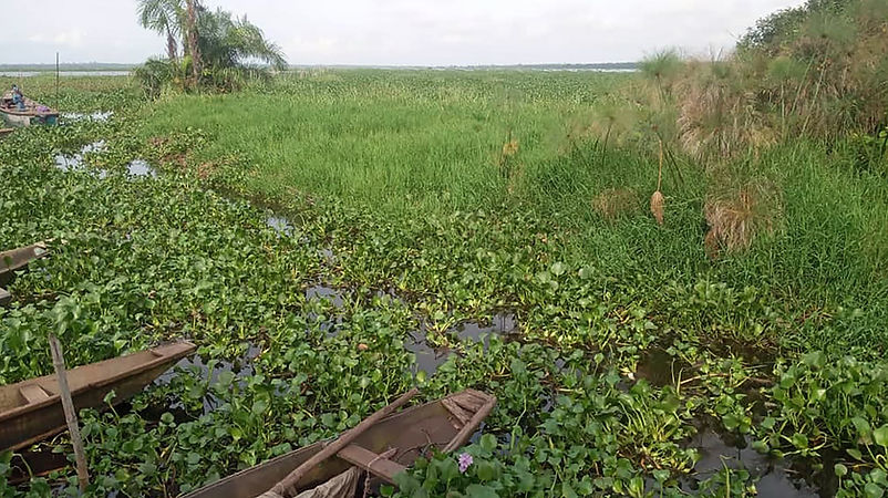Aquatic weeds (water hyacenth and sargassum) as a major sources of vulernabilities to fish
