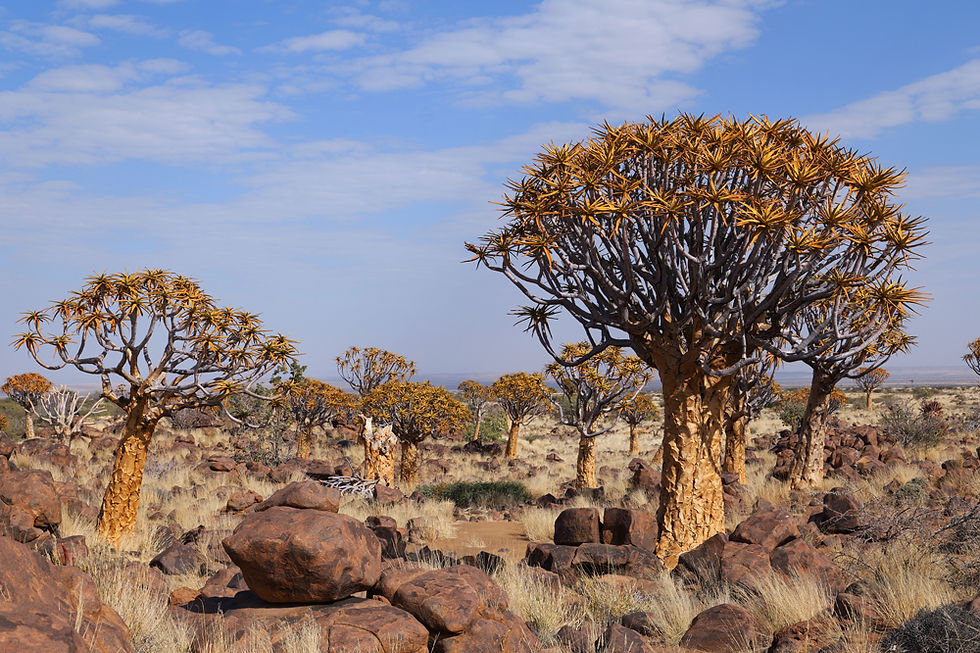 Quivertree Forest, Quiver Tree Forest, Namibie