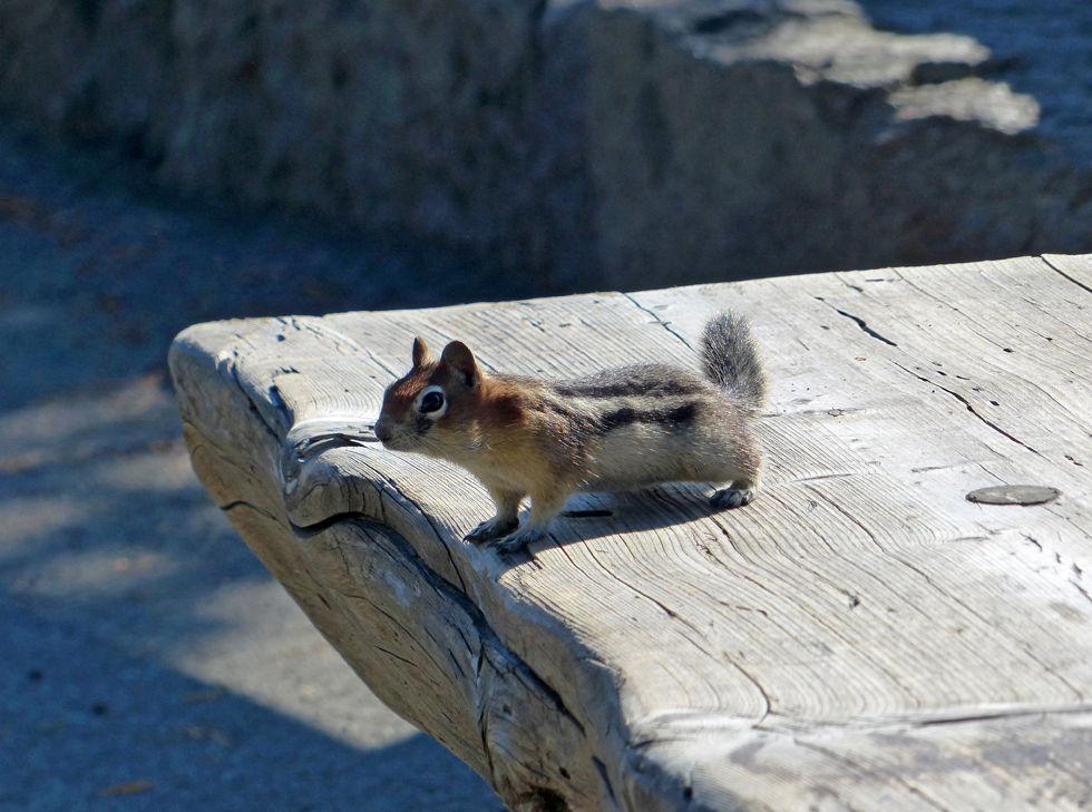 Yellowstone National Parc squirrel ecureuil