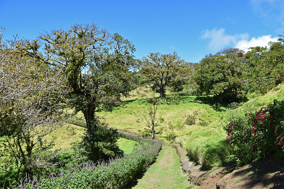 Costa Rica - Curi Cancha Reserve - Alondra Trail