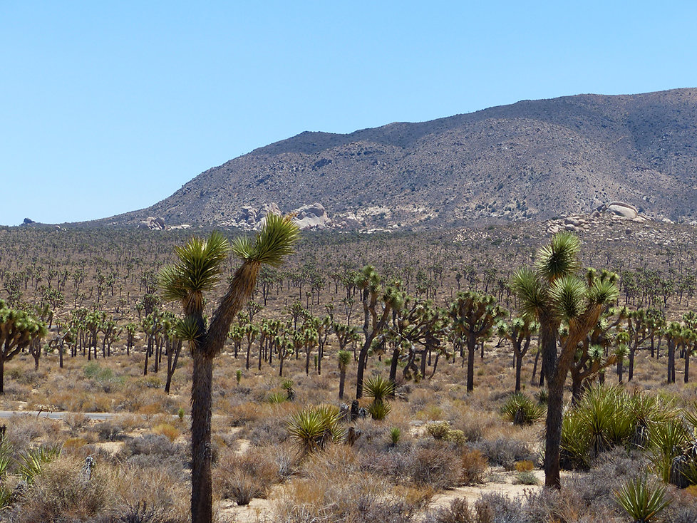 Joshua Tree National Park