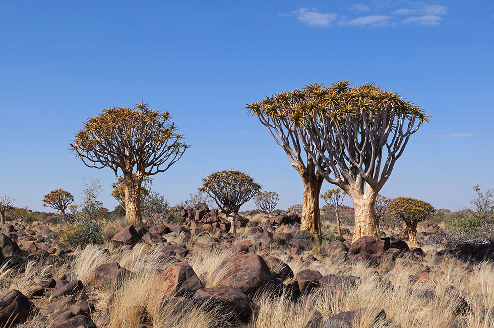 Quivertree Forest, Quiver Tree Forest, Namibie