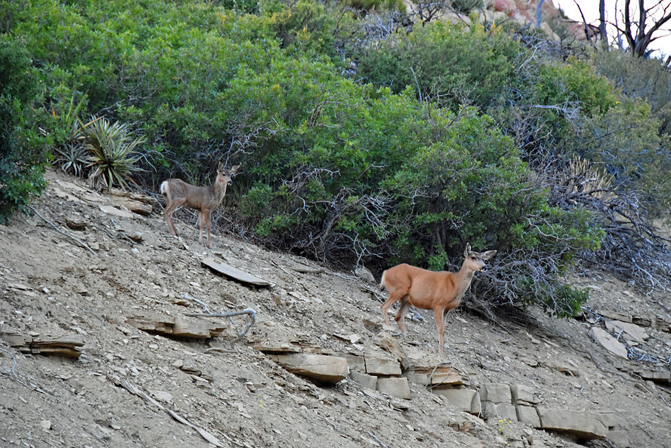Colorado - Mesa Verde National Park - Mule Deer