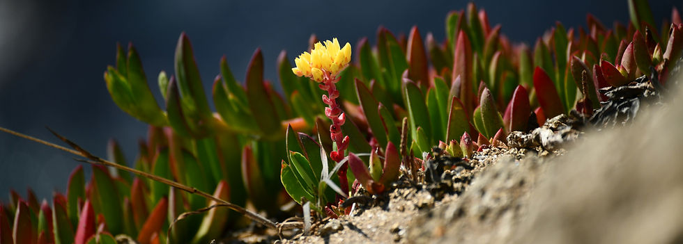 Succulents, War and an Owl's Call