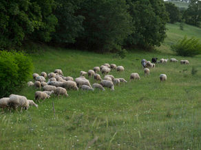 Ekoloji Söyleşileri (II) – Anadolu Meraları’nın Kurucularından Durukan Dudu ile Konuştuk