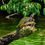 Thumbnail: Male turtle laying on branch along the sea I See Green