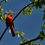 Thumbnail: Male cardinal perched on tree with green leaves and blue background