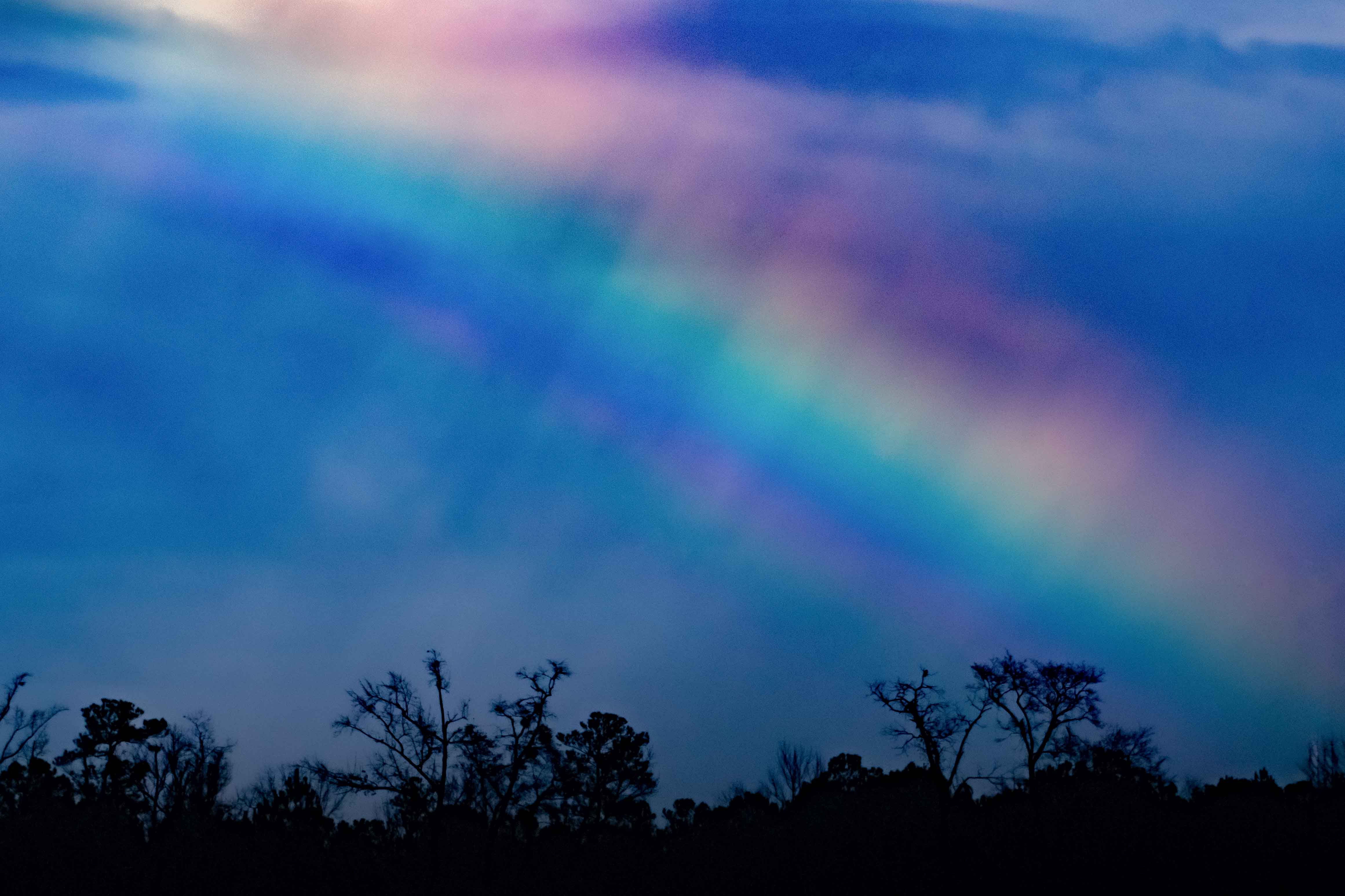 Rainbow with blue sky and silhouette of trees Last Rainbow of December