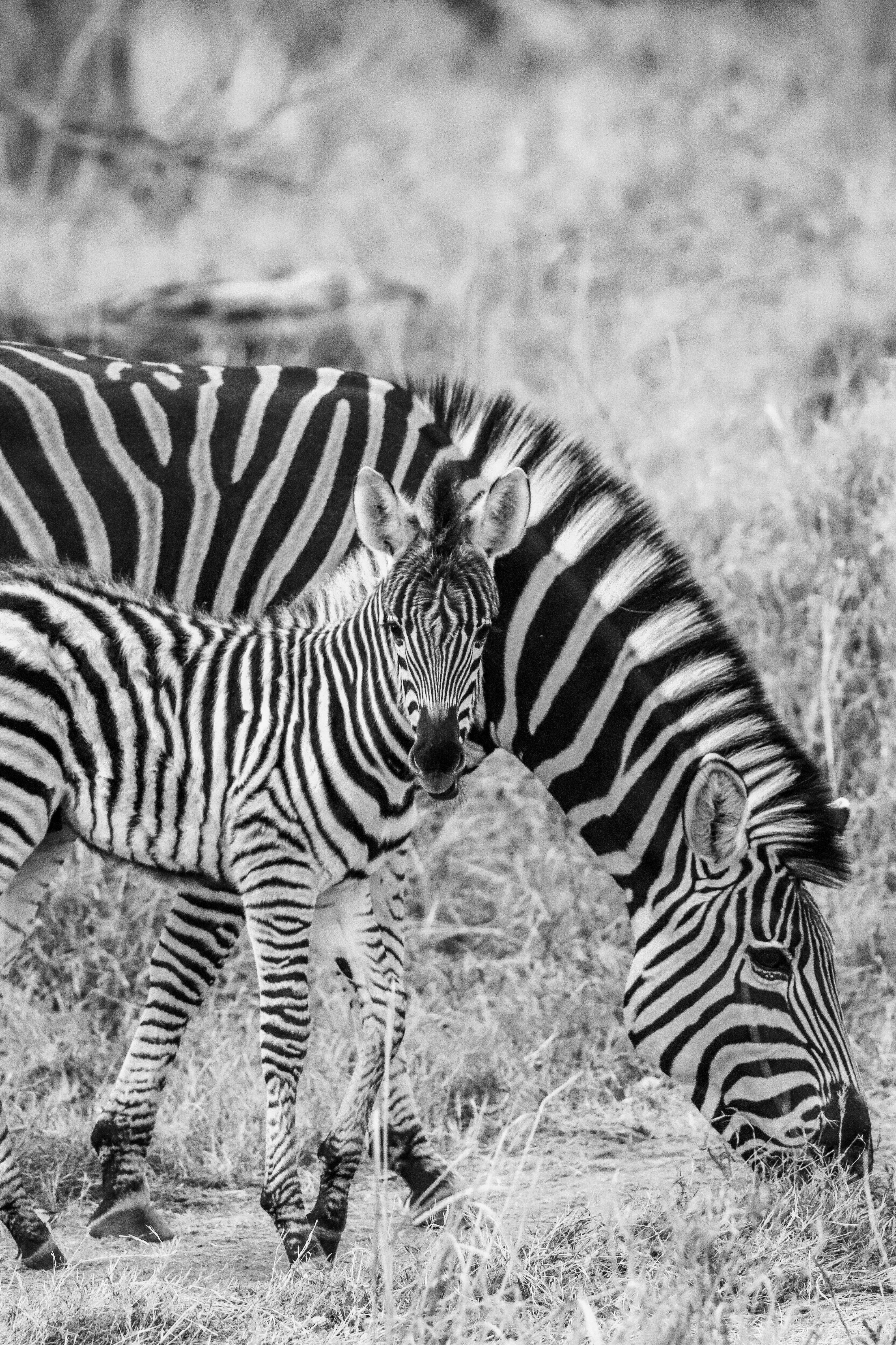 Zebra! 5 x 8 Photography Print