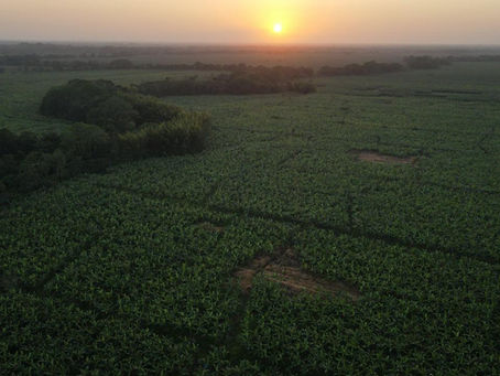 La producción de banano ha sido tradicionalmente una actividad económica clave en muchas regiones de Colombia.