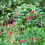 Thumbnail: Thompsonii Hardy Fuchsia - Fuchsia Magellanica - Delicious & Perennial