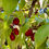 Thumbnail: Cornelian Cherry Seeds - Cornus Mas - Delicious, Abundant, and Beautiful