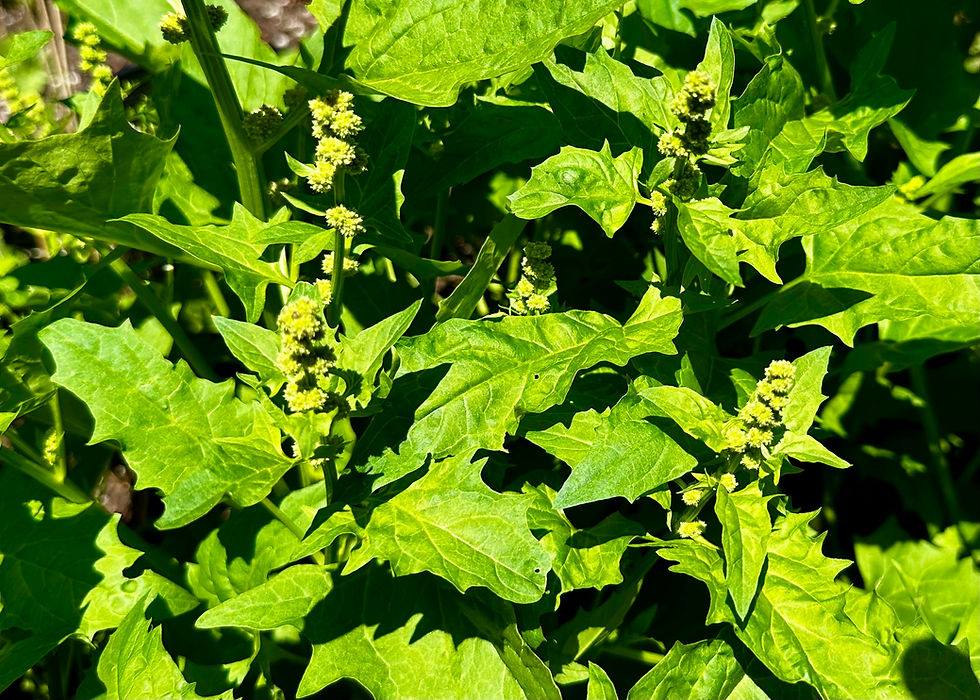 Thumbnail: Strawberry Spinach Seeds - Chenopodium Capitatum - Delicious & Versatile
