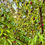 Thumbnail: Cornelian Cherry Seeds - Cornus Mas - Delicious, Abundant, and Beautiful