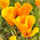 Thumbnail: California Poppy Seeds - Eschscholzia Californica - Pretty & Pollinator Friendly