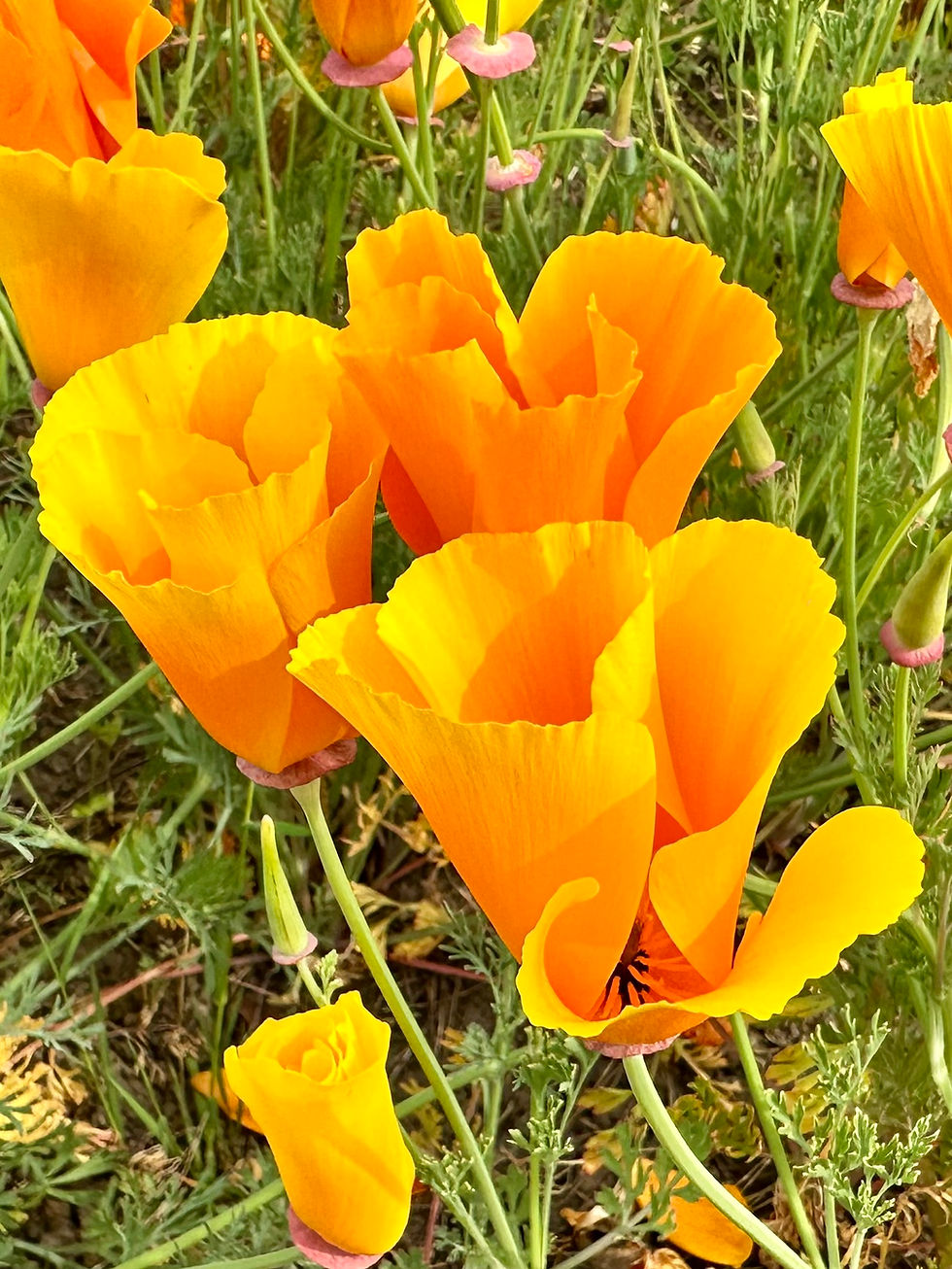 Thumbnail: California Poppy Seeds - Eschscholzia Californica - Pretty & Pollinator Friendly
