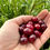 Thumbnail: American Cranberry Seeds - Vaccinium Macrocarpon - Delicious & Perennial