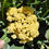 Thumbnail: Nine Star Perennial Cauliflower/Broccoli Seeds - Brassica Oleraceae - Perennial