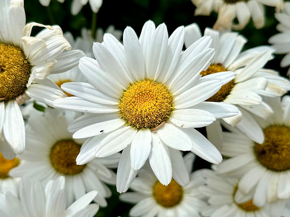 Thumbnail: Shasta Daisy Seeds - Leucanthemum Superbum - Perennial & Pollinator Friendly