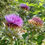 Thumbnail: Cardoon Seeds - Cynara Cardunculus - Delicious, Versatile, and Perennial