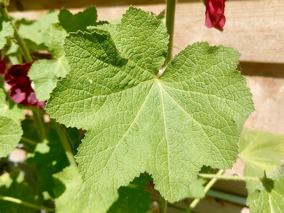 Thumbnail: Nigra Hollyhock Seeds - Alcea Rosea - Perennial & Edible