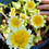 Thumbnail: Shungiku (Tong Hao Chrysanthemum) Seeds - Glebionis Coronaria - Edible & Choice