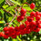 Thumbnail: Rowan Berry / Mountain Ash Seeds - Sorbus Aucuparia - Edible & Abundant