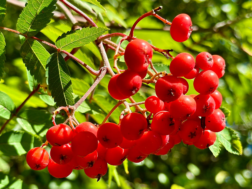 Thumbnail: Rowan Berry / Mountain Ash Seeds - Sorbus Aucuparia - Edible & Abundant