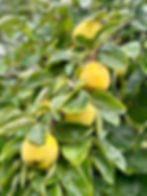 Thumbnail: Quince Seeds - Cydonia Oblonga - Delicious, Abundant, and Ornamental