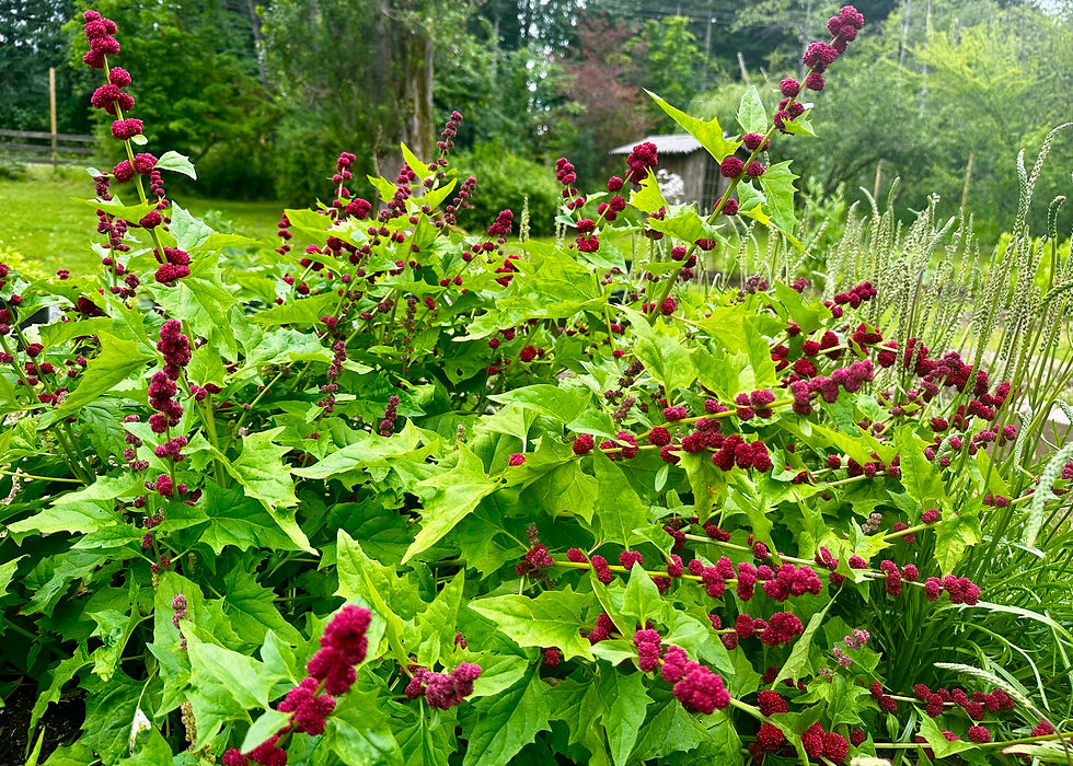 Strawberry Spinach Seeds - Chenopodium Capitatum - Delicious & Versatile