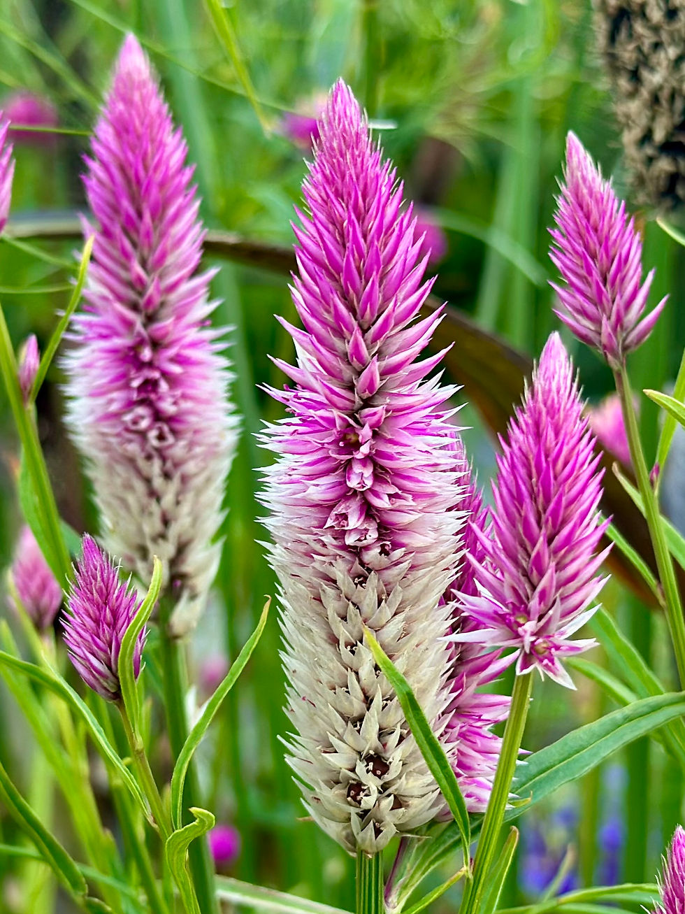 Thumbnail: Pink Flamingo Lagos Spinach Seeds - Celosia Argentea Spicata - Edible & Gorgeous