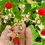 Thumbnail: Thimbleberry Seeds - Rubus Parviflorus - Perennial, Delicious, and Nutritious