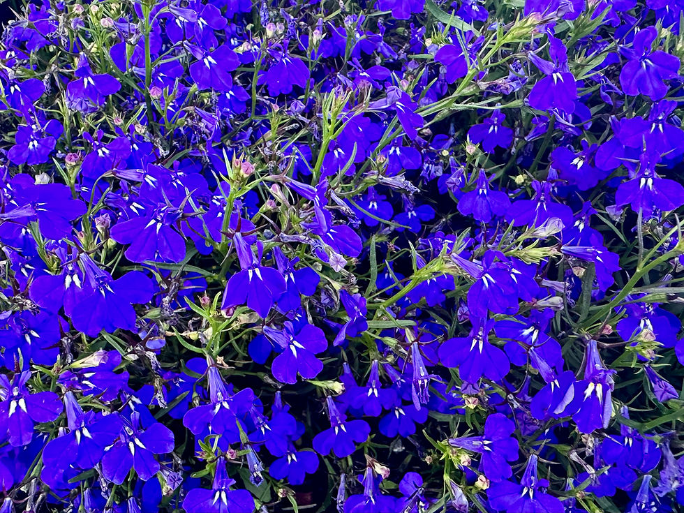 Thumbnail: Midnight Blue Lobelia Seeds - Lobelia Erinus - Ornamental & Pollinator Friendly