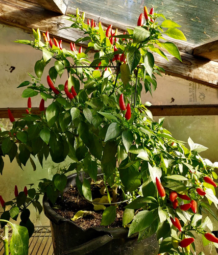 Birds Eye Thai Chili Pepper Seeds - Capsicum Annuum - Tasty & Prolific |  Small Island Seed Co