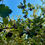 Thumbnail: Black Hawthorn Seeds - Crataegus Douglasii - Sweet, Fruity, and Perennial