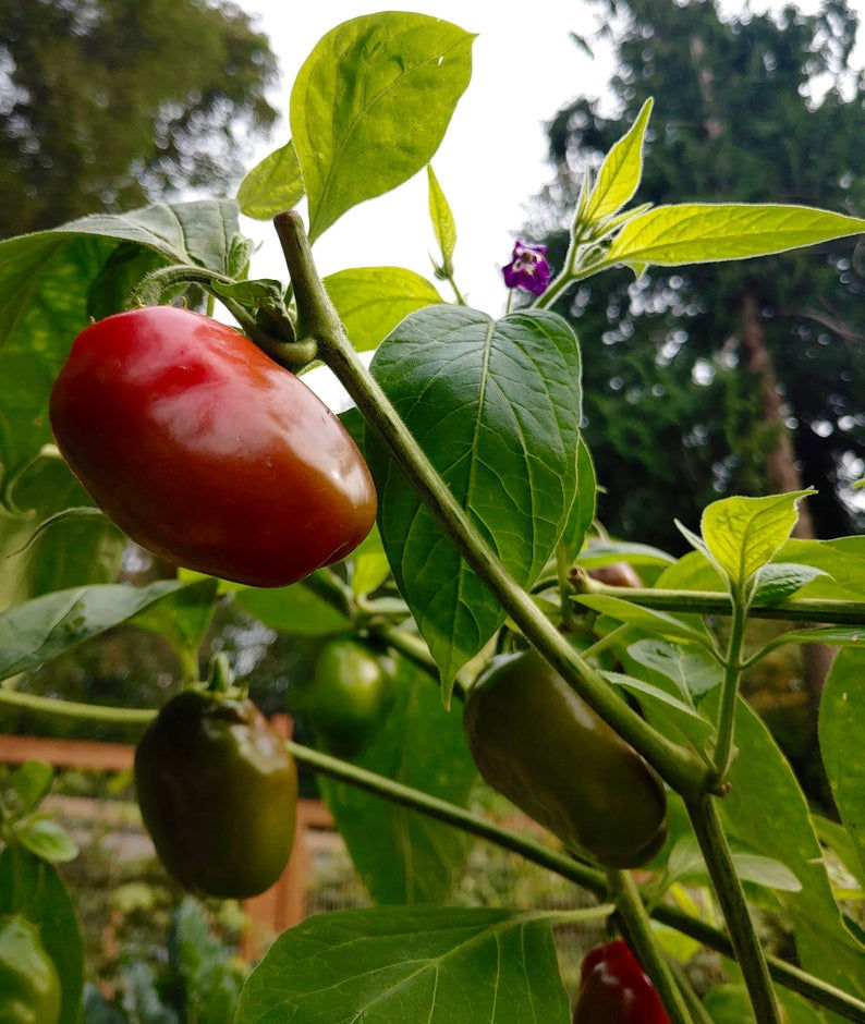 Thumbnail: Ecuador Red Rocoto Pepper Seeds - Capsicum Pubescens - Abundant & Hot