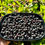 Thumbnail: Salal Seeds - Gaultheria Shallon - Delicious, Nutritious, and Perennial