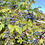 Thumbnail: Oregon Grape Seeds - Berberis Aquifolium - Delicious, Nutritious, and Perennial