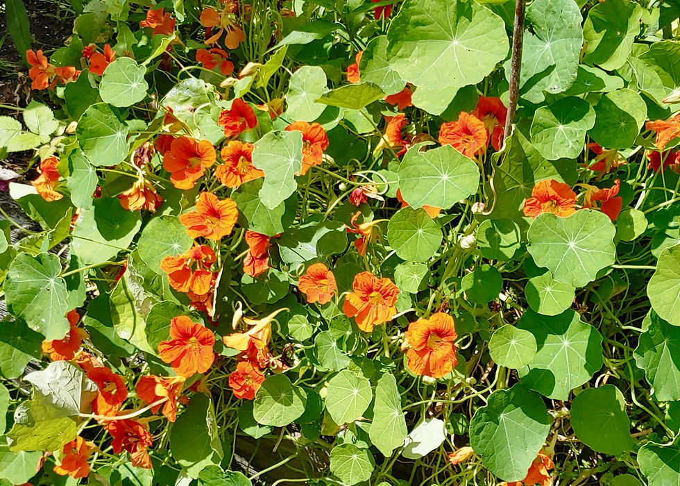 Thumbnail: Jewel Mix Nasturtium Seeds - Tropaeolum Majus - Ornamental & Pollinator Friendly