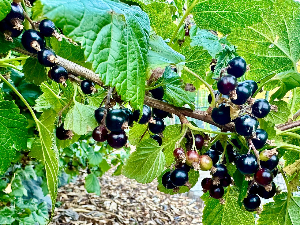 Thumbnail: Black Currant Seeds - Ribes Nigrum - Delicious, Abundant, and Perennial