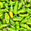Thumbnail: Shishito Pepper Seeds - Capsicum Annuum - Delicious, Prolific, and Exciting
