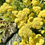 Thumbnail: Yellow Yarrow Seeds - Achillea Millefolium - Perennial, and Attracts Pollinators